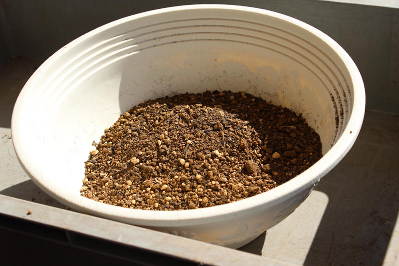 ３固形肥料をスコップに軽く1杯分程度、均等に振り入れ、根に直接ふれないよう培養土で覆う。 