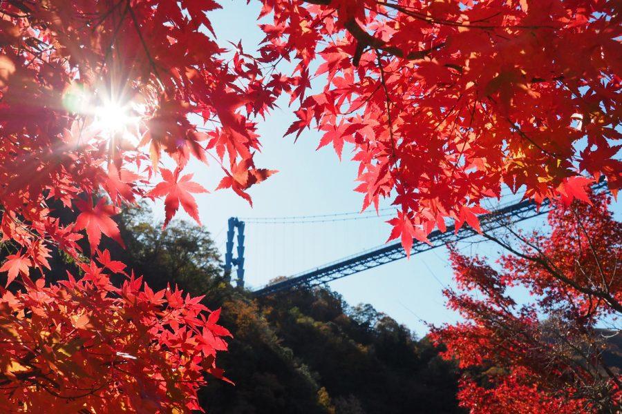 美しい紅葉の合間から橋を眺めることもできる