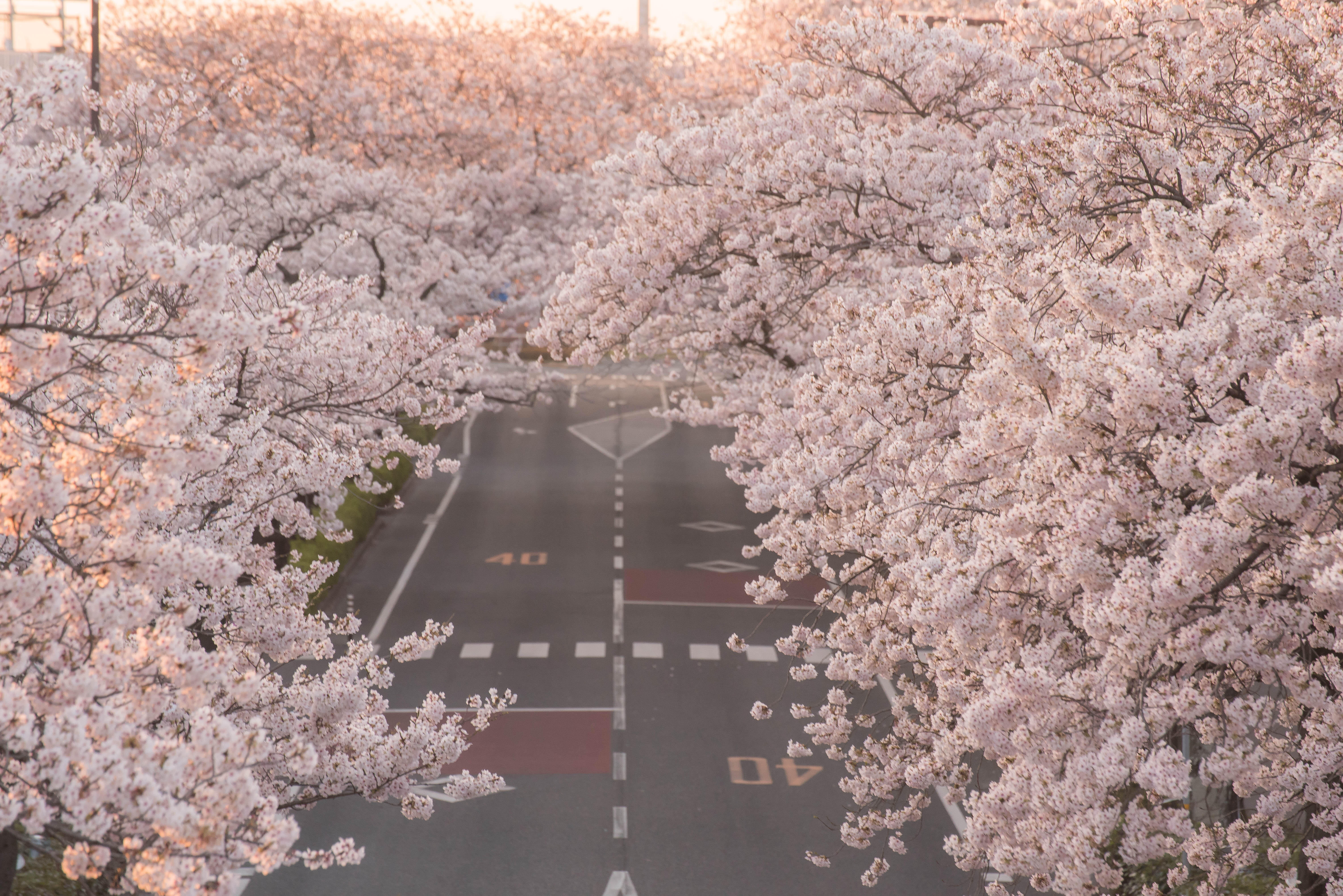朝日を浴びる平和通りの桜並木