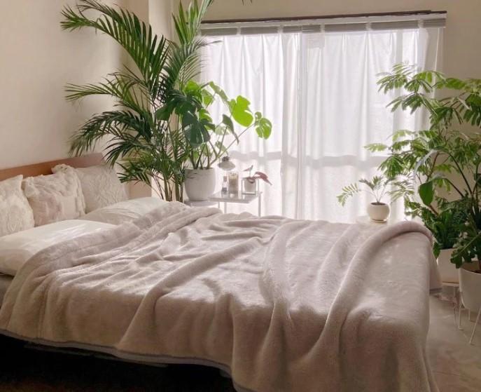 寝室に観葉植物は相性がよいです